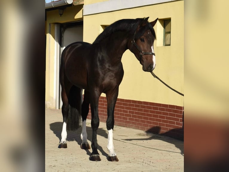 Zangersheide Hengst 3 Jaar 170 cm Donkerbruin in Murska Soboda