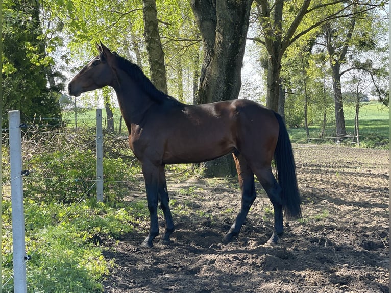 Zangersheide Hengst 3 Jaar 170 cm Roodbruin in Świekatowo