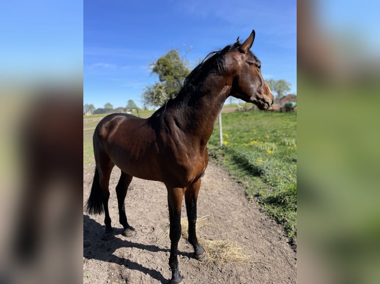 Zangersheide Hengst 3 Jaar 170 cm Roodbruin in Świekatowo