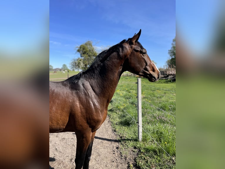 Zangersheide Hengst 3 Jaar 170 cm Roodbruin in Świekatowo