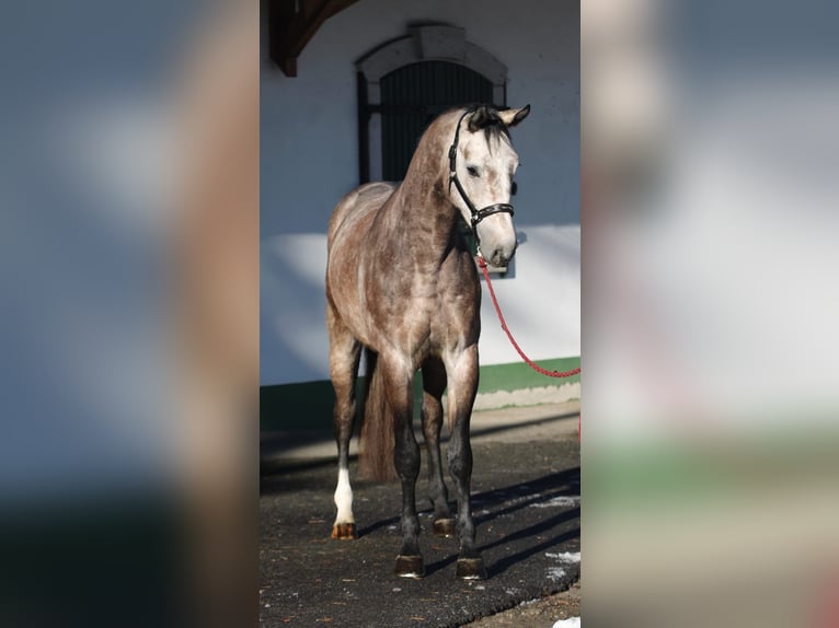 Zangersheide Hengst 3 Jaar 170 cm Schimmel in Halbenrain