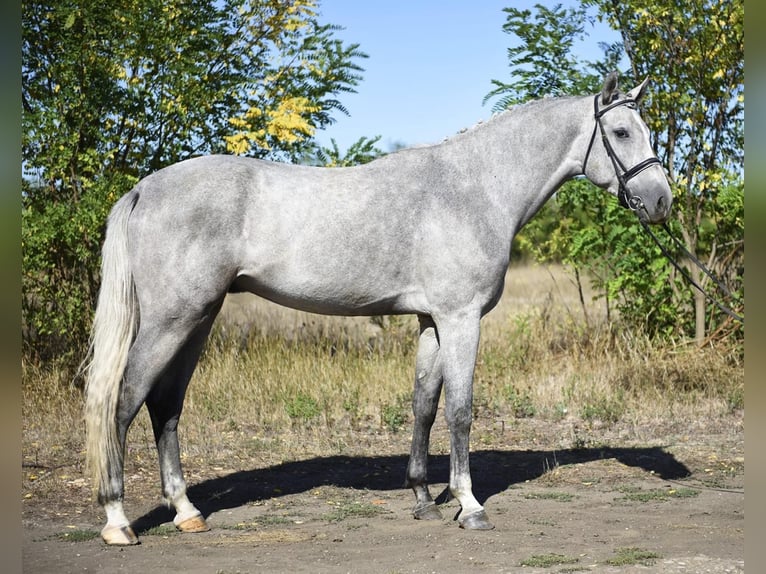 Zangersheide Hengst 3 Jaar 170 cm Schimmel in Gyula