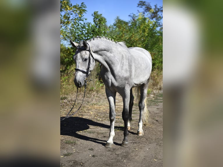 Zangersheide Hengst 3 Jaar 170 cm Schimmel in Gyula