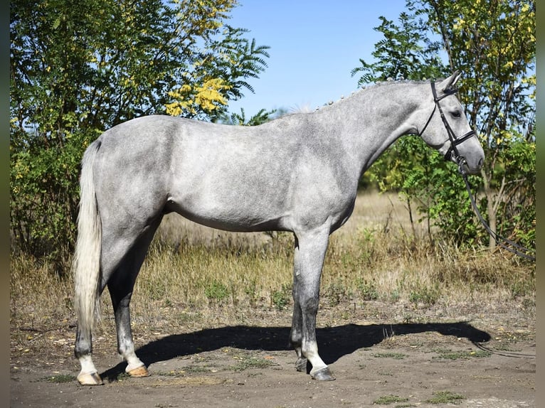 Zangersheide Hengst 3 Jaar 170 cm Schimmel in Gyula