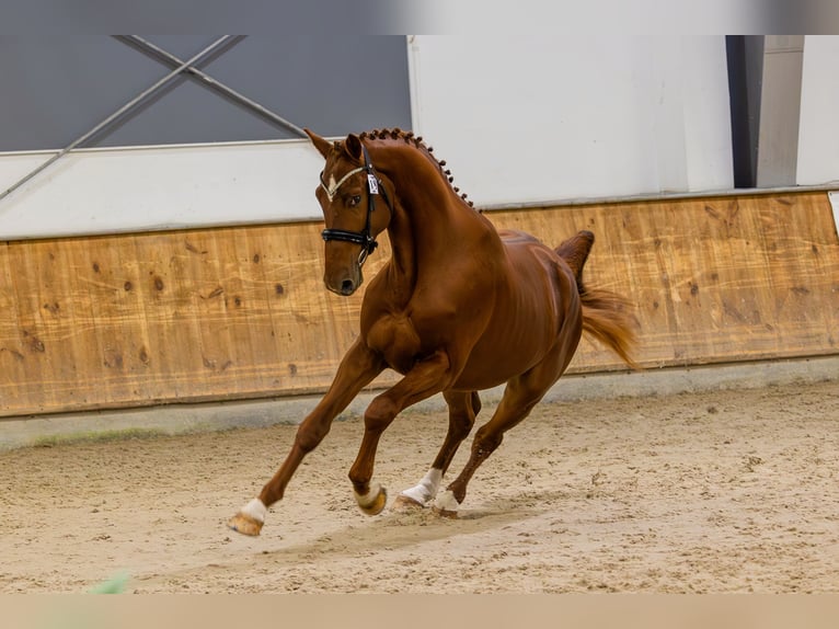 Zangersheide Hengst 3 Jaar 170 cm Vos in Jonkowo