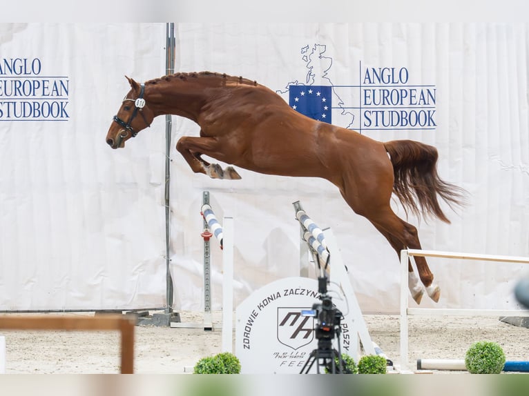 Zangersheide Hengst 3 Jaar 170 cm Vos in Jonkowo