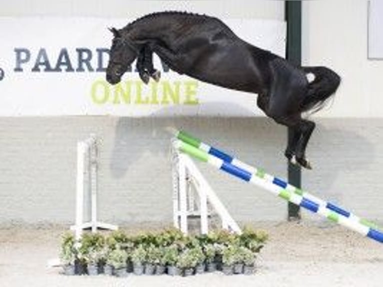 Zangersheide Hengst 3 Jaar 170 cm Zwart in Heerde