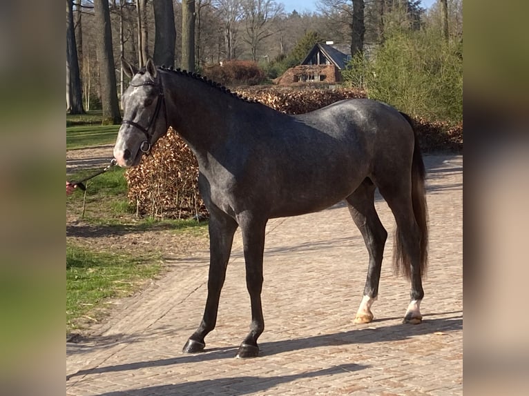 Zangersheide Hengst 3 Jaar 171 cm Blauwschimmel in Swifterbant