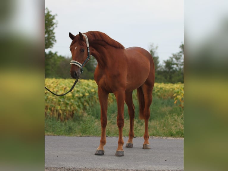 Zangersheide Hengst 3 Jaar 171 cm Vos in Borstorf