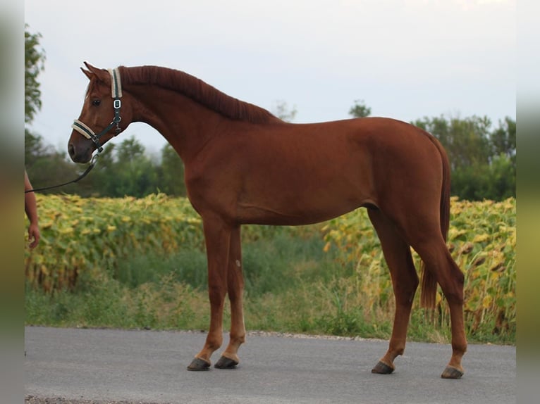 Zangersheide Hengst 3 Jaar 171 cm Vos in Borstorf