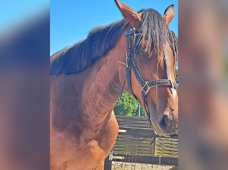 Zangersheide Hengst 3 Jaar 172 cm Bruin in Torhout