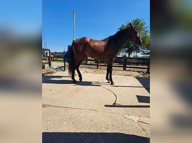 Zangersheide Hengst 3 Jaar 172 cm Bruin in Torhout