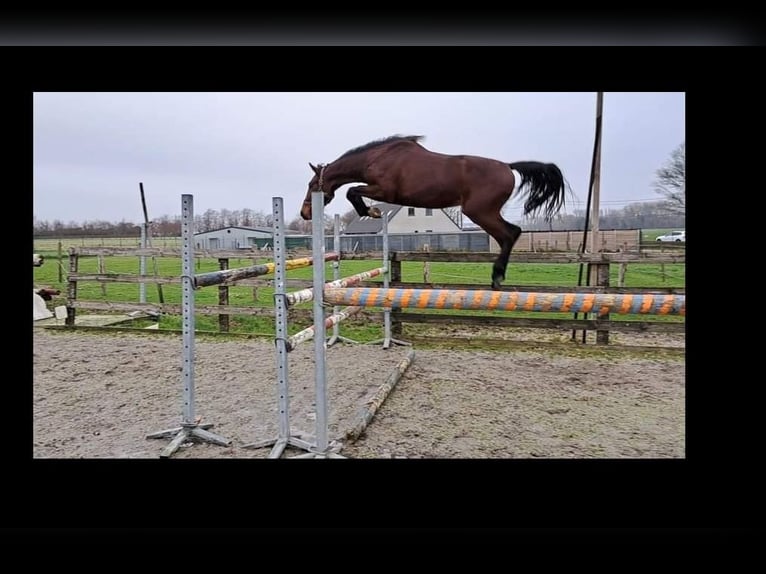 Zangersheide Hengst 3 Jaar 172 cm Bruin in Torhout