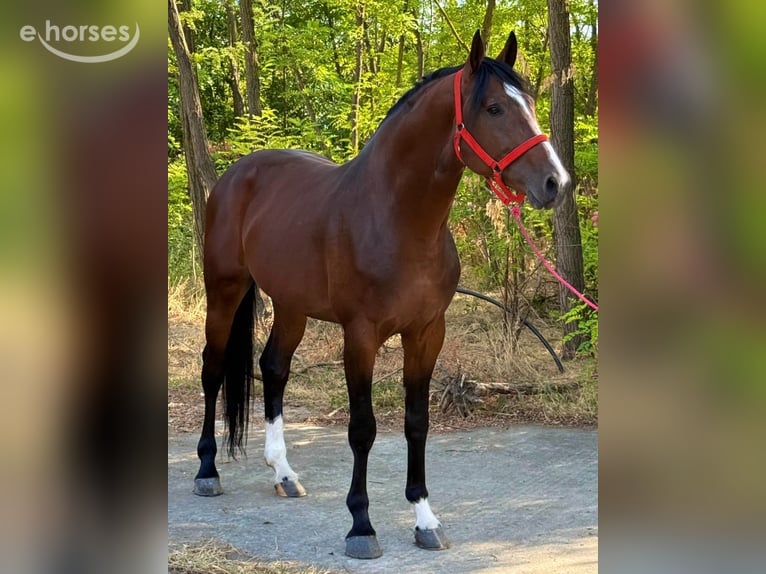 Zangersheide Hengst 3 Jaar 172 cm Roodbruin in Mór
