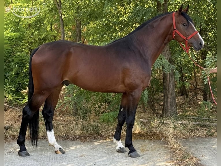 Zangersheide Hengst 3 Jaar 172 cm Roodbruin in Mór