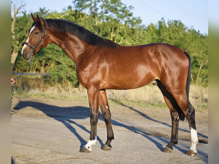 Zangersheide Hengst 3 Jaar 174 cm Donkerbruin in Gyula