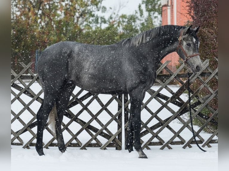 Zangersheide Hengst 3 Jaar 174 cm Schimmel in Szarvas