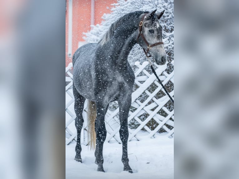 Zangersheide Hengst 3 Jaar 174 cm Schimmel in Szarvas