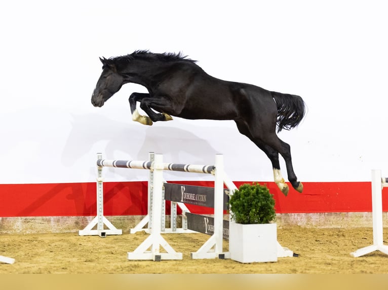 Zangersheide Hengst 3 Jaar 174 cm Zwart in Waddinxveen