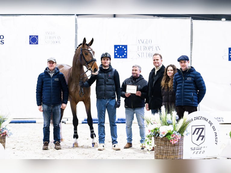 Zangersheide Hengst 3 Jaar 175 cm Roodbruin in Bobrowice