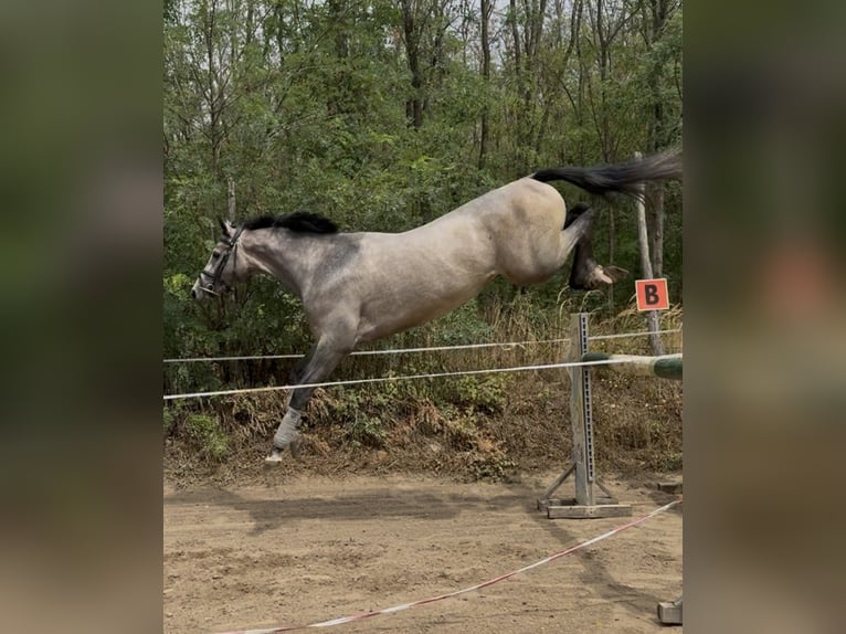 Zangersheide Hengst 3 Jaar 180 cm Schimmel in Cs&#xF6;m&#xF6;r