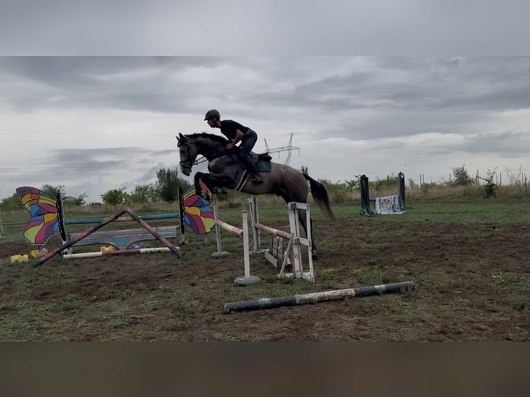 Zangersheide Hengst 3 Jaar 180 cm Schimmel in Cs&#xF6;m&#xF6;r