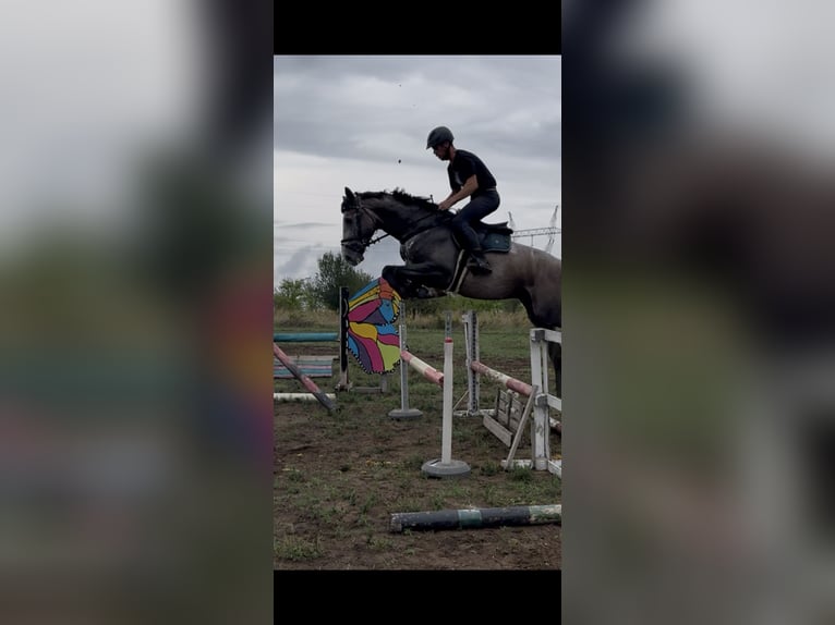 Zangersheide Hengst 3 Jaar 180 cm Schimmel in Cs&#xF6;m&#xF6;r