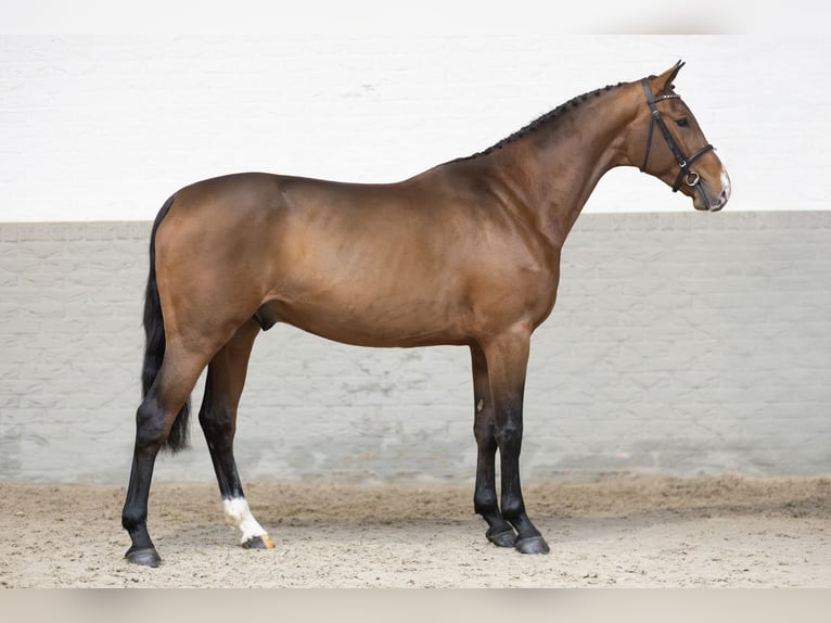 Zangersheide Hengst 3 Jaar Bruin in Heerde