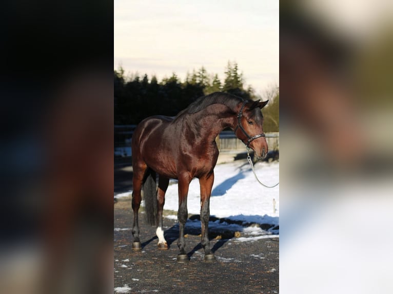 Zangersheide Hengst 3 Jaar Bruin in Murska Soboda