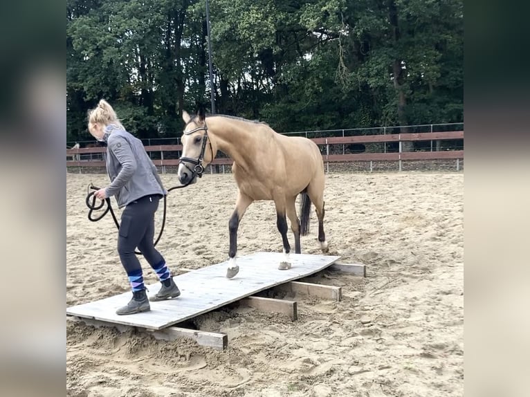 Zangersheide Hengst 4 Jaar 152 cm Buckskin in Nistelrode