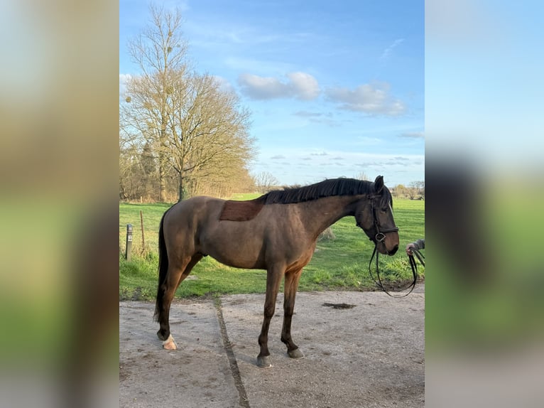 Zangersheide Hengst 4 Jaar 153 cm Bruin in Gangelt