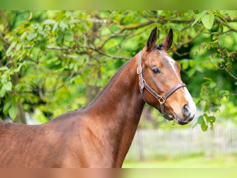 Zangersheide Hengst 4 Jaar 156 cm Bruin in Grote-Brogel