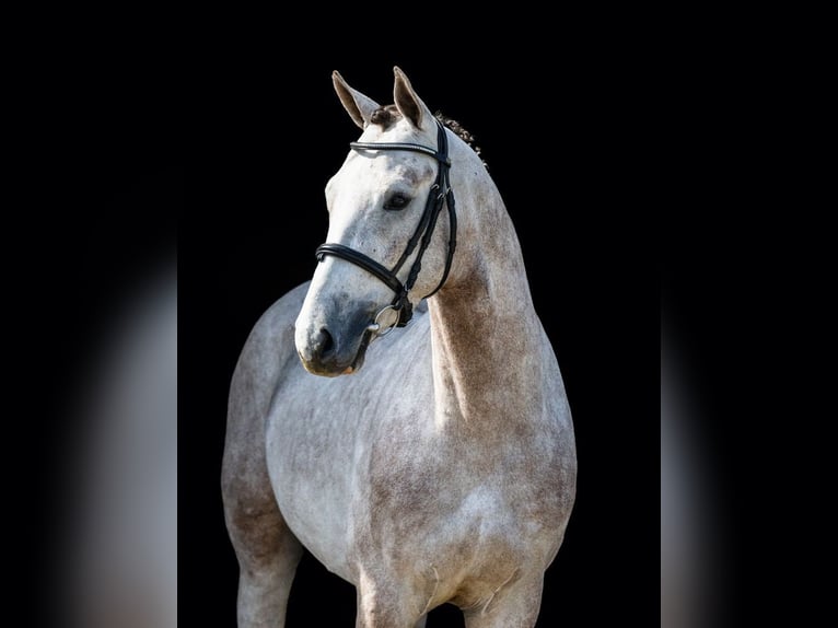 Zangersheide Hengst 4 Jaar 159 cm Schimmel in TÖK