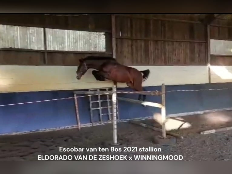 Zangersheide Hengst 4 Jaar 160 cm Donkerbruin in Madrid