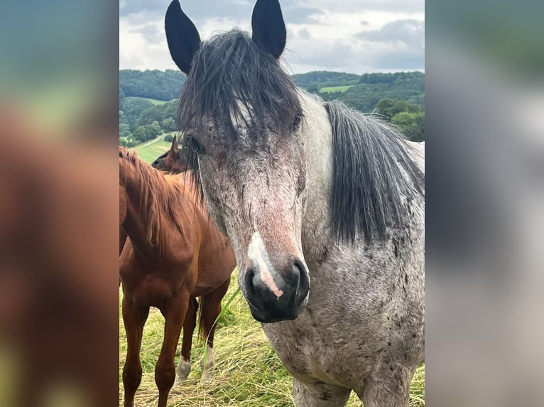 Zangersheide Hengst 4 Jaar 162 cm Roan-Bay in Heiligenkreuz
