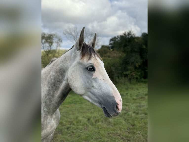 Zangersheide Hengst 4 Jaar 162 cm Schimmel in Germete