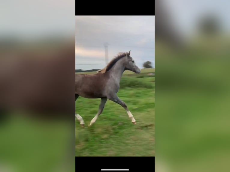 Zangersheide Hengst 4 Jaar 162 cm Schimmel in Germete