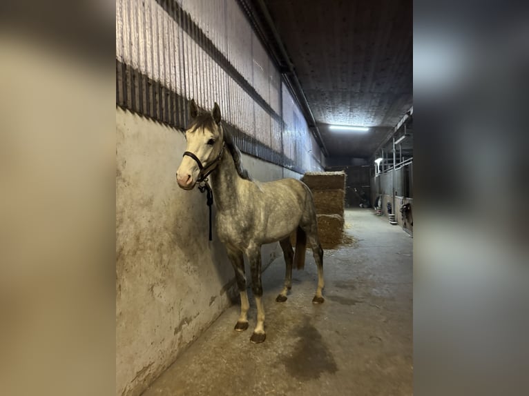 Zangersheide Hengst 4 Jaar 162 cm Schimmel in Germete