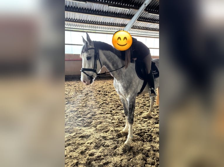 Zangersheide Hengst 4 Jaar 162 cm Schimmel in Germete