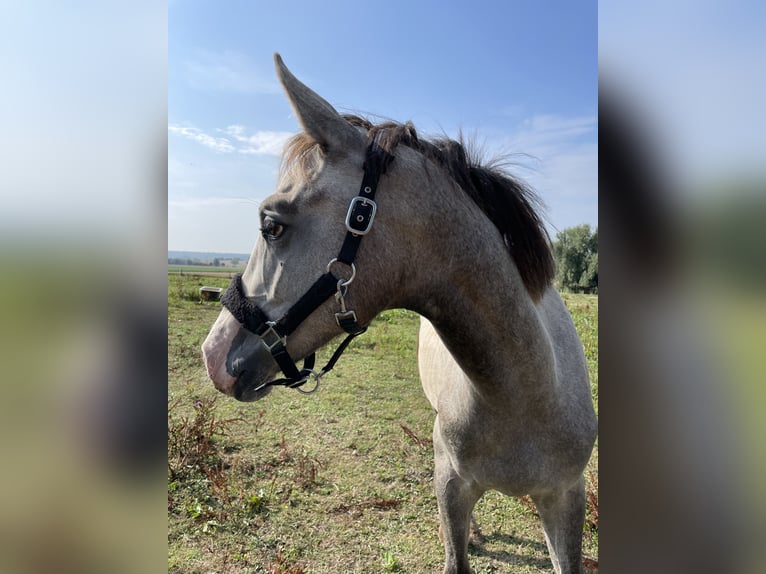 Zangersheide Hengst 4 Jaar 162 cm Schimmel in Germete