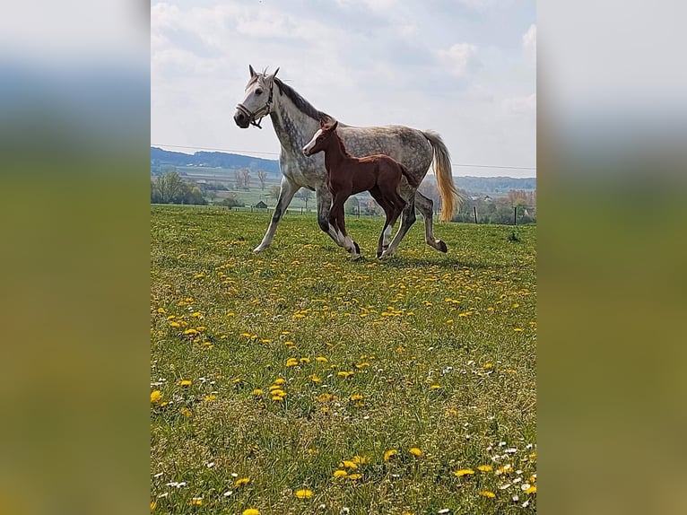 Zangersheide Hengst 4 Jaar 162 cm Schimmel in Germete