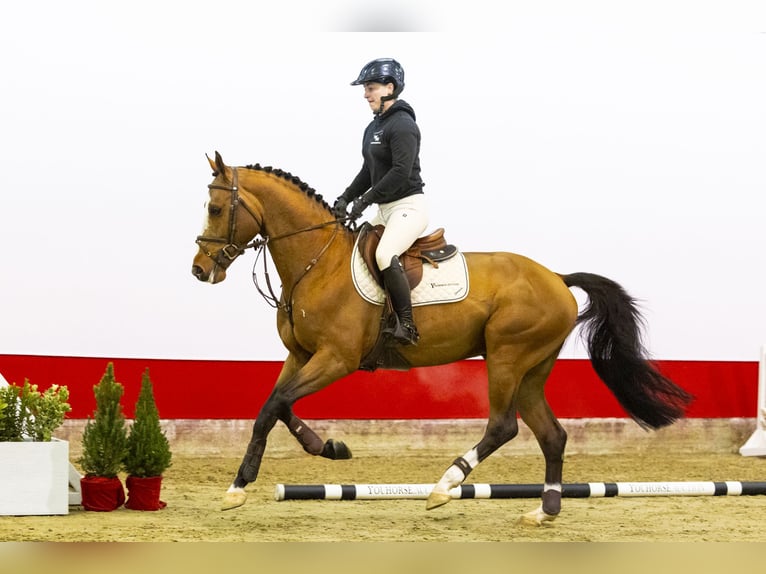 Zangersheide Hengst 4 Jaar 163 cm Bruin in Waddinxveen