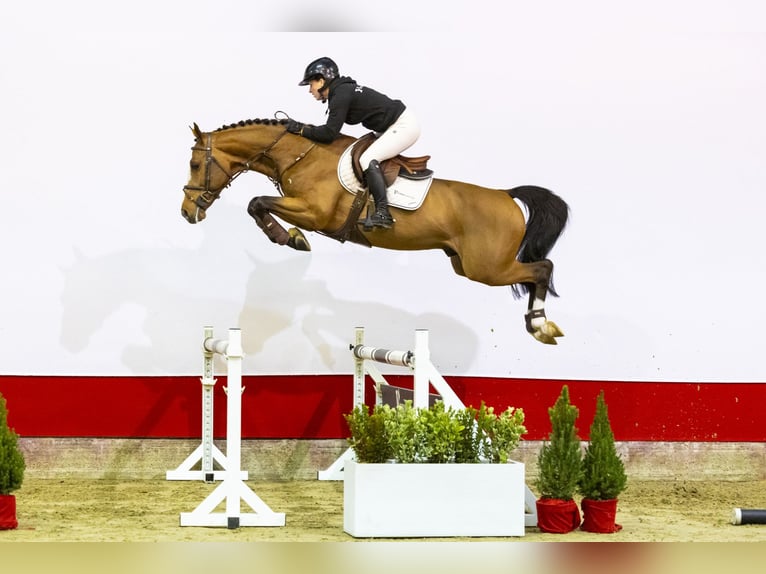 Zangersheide Hengst 4 Jaar 163 cm Bruin in Waddinxveen