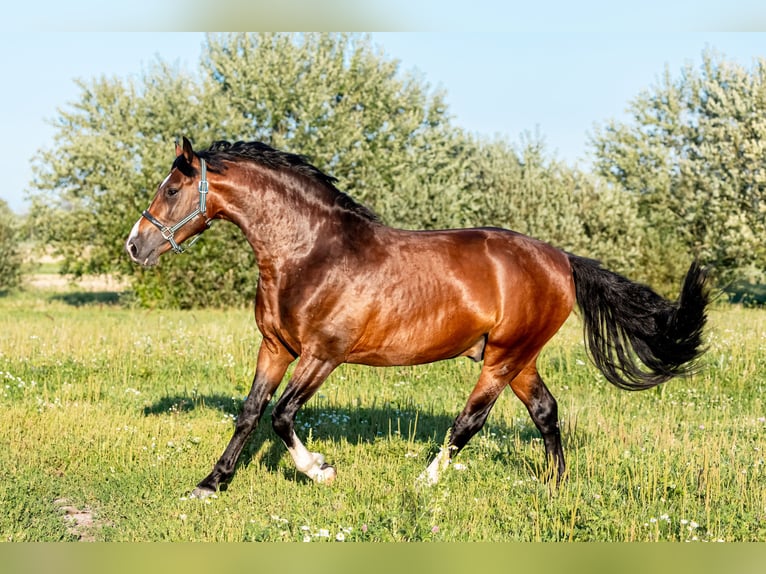 Zangersheide Hengst 4 Jaar 164 cm Donkerbruin in Stragnai II