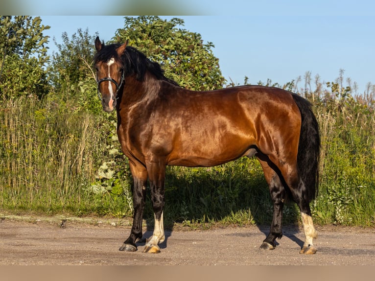 Zangersheide Hengst 4 Jaar 164 cm Donkerbruin in Stragnai II