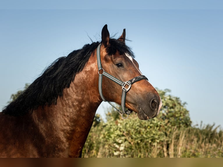 Zangersheide Hengst 4 Jaar 164 cm Donkerbruin in Stragnai II