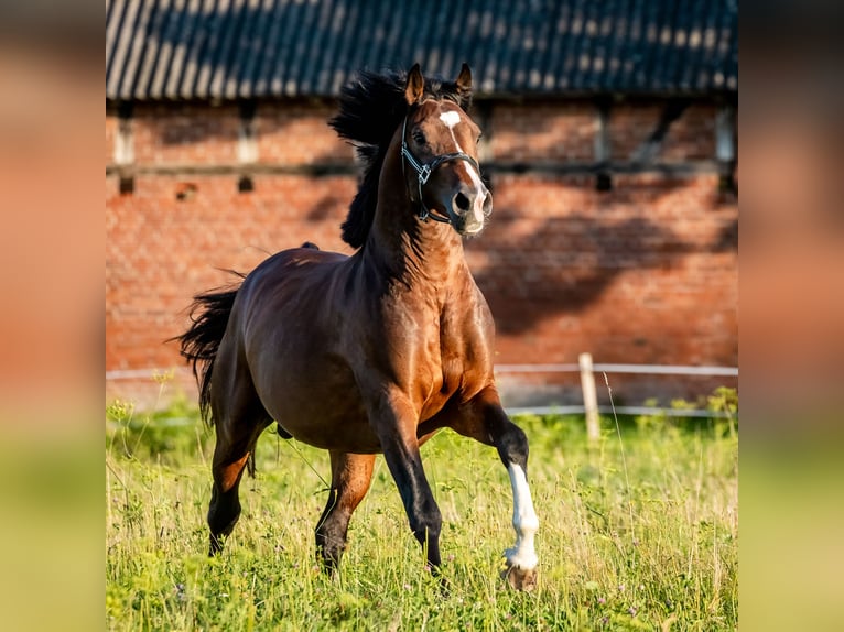 Zangersheide Hengst 4 Jaar 164 cm Donkerbruin in Stragnai II