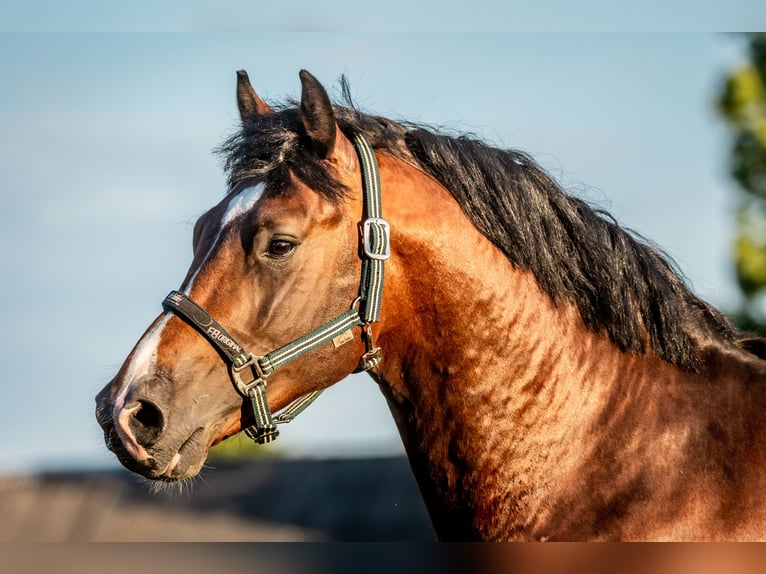 Zangersheide Hengst 4 Jaar 164 cm Donkerbruin in Stragnai II