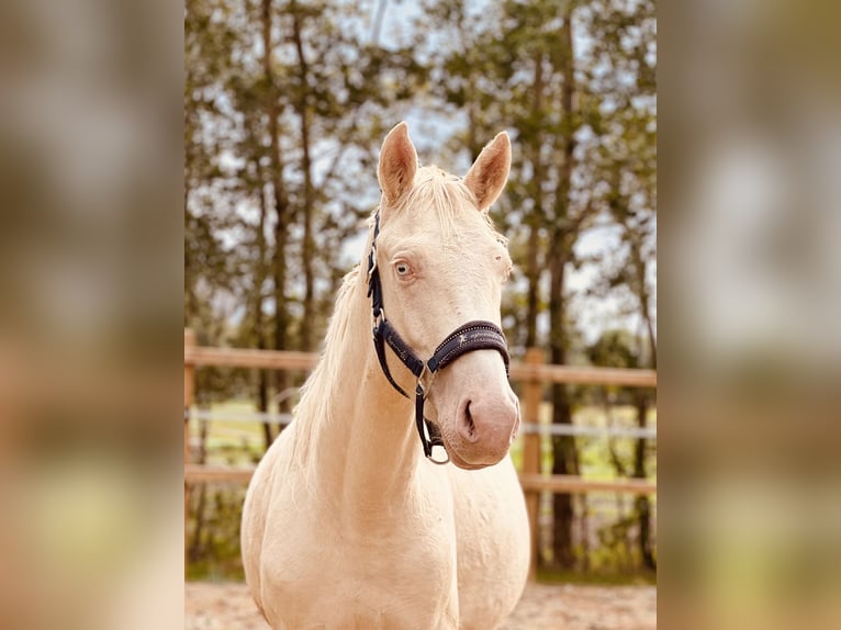 Zangersheide Hengst 4 Jaar 165 cm Cremello in Bremen