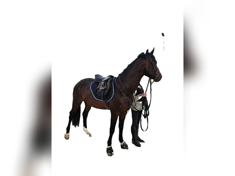 Zangersheide Hengst 4 Jaar 165 cm Donkerbruin in Madrid